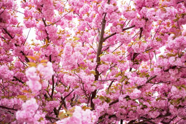 Prunus serrulata 'Kanzan', Japanse sierkers, Hoogte 100cm, 5 liter pot - Bild 2