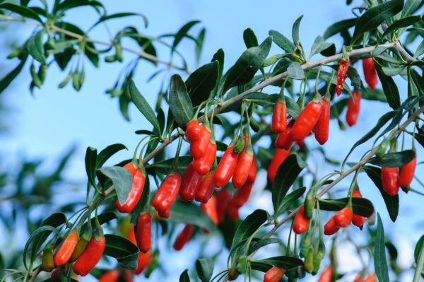 Lycium barbarum 'Little Goji', Dwerg boksdoorn, Hoogte 60cm, 2 liter pot – Image 2