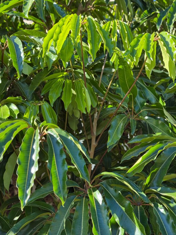 Schefflera taiwaniana, Winterharde Vingerboom, Hoogte 50cm, 2 liter pot – Image 2