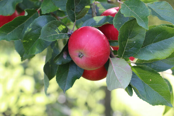 Malus domestica 'Discovery', Appelboom , Hoogte 100cm, 5 liter pot - Afbeelding 3