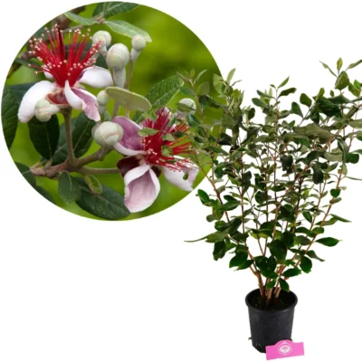 Acca sellowiana, Braziliaanse Ananasguave, Hoogte 80-100cm, 3 liter pot