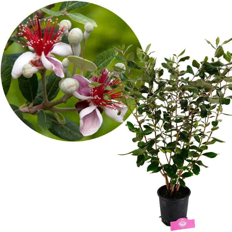 Acca sellowiana, Brasiliansk ananasguava, Höjd 80-100cm, 3 liter kruka