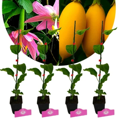 Set van 4 Bananen passievrucht - Passiflora tarminiana - Hoogte 45-50cm - 9cm pot