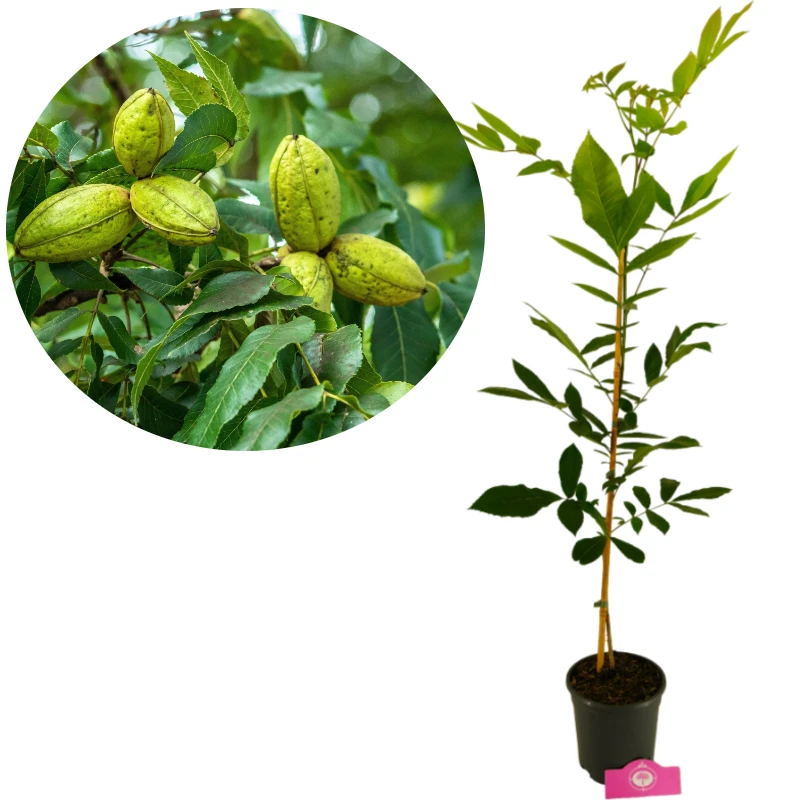 Carya illinoinensis, Pekannuss, Höhe 90cm, 3 Liter Topf