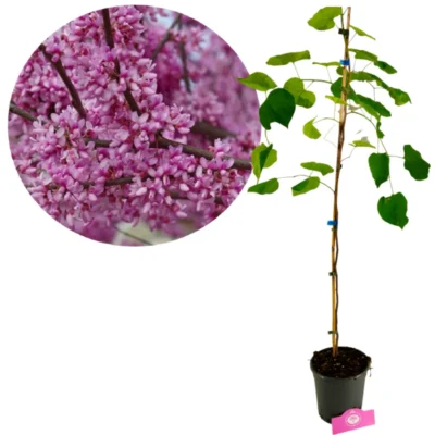 Cercis canadensis, Amerikaanse Judasboom, Hoogte 100cm, 2 liter pot