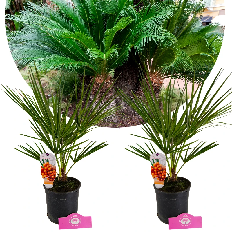 Set van 2 Europese Dwergpalm - Chamaerops humilis - Hoogte 60cm - 15cm pot