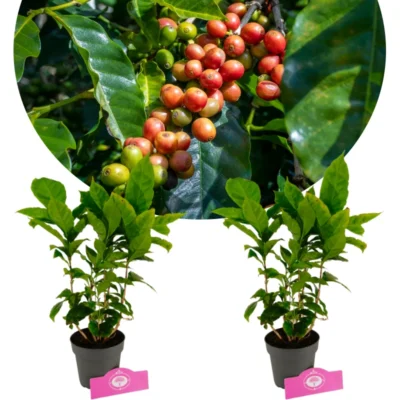 Set van 2 Koffie planten - Coffea arabica - Hoogte 40cm - 12cm pot