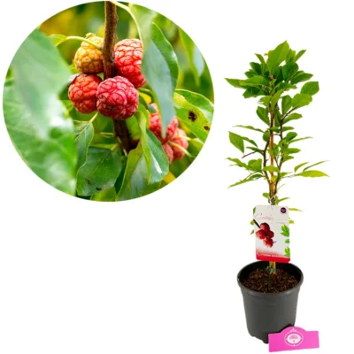 Cudriana tricuspidata, Chinese Aardbeienboom, Hoogte 60cm, 2 liter pot