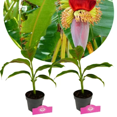 Set van 2 Winterharde bananen - Musa sikkimensis 'Red Tiger' - Hoogte 40cm - 12cm pot