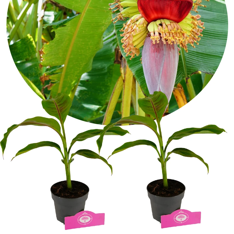 Sæt med 2 hårdføre bananer - Musa sikkimensis 'Red Tiger' - Højde 40 cm - 12 cm potte