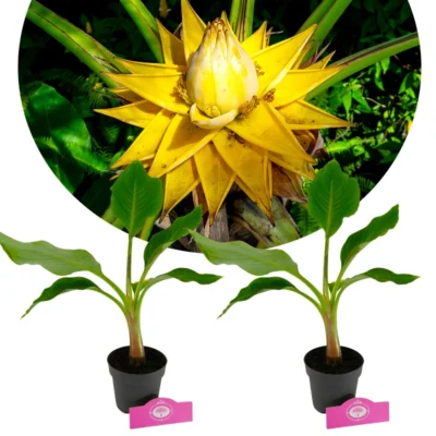 Set van 2 Chinese lotusbananen - Musella lasiocarpa - Hoogte 40cm - 12cm pot