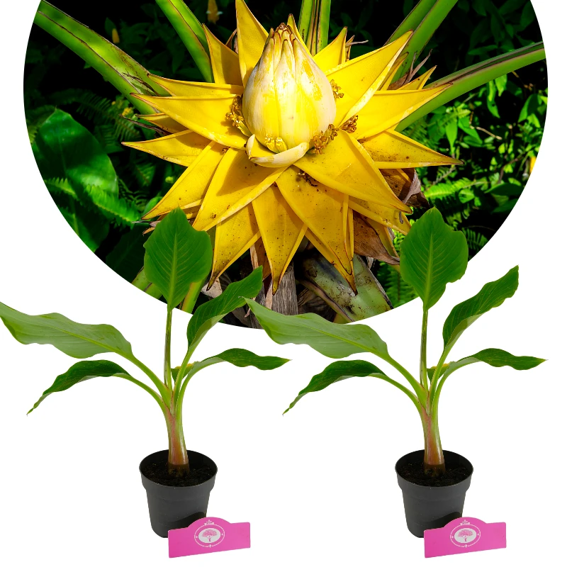 Satz von 2 chinesischen Lotusbananen - Musella lasiocarpa - Höhe 40cm - 12cm Topf