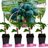 Set van 4 Papaya - Carica Papaya - Hoogte 25cm - 9cm pot