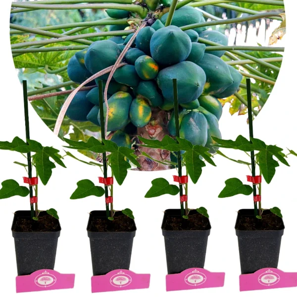 Set van 4 Papaya - Carica Papaya - Hoogte 25cm - 9cm pot