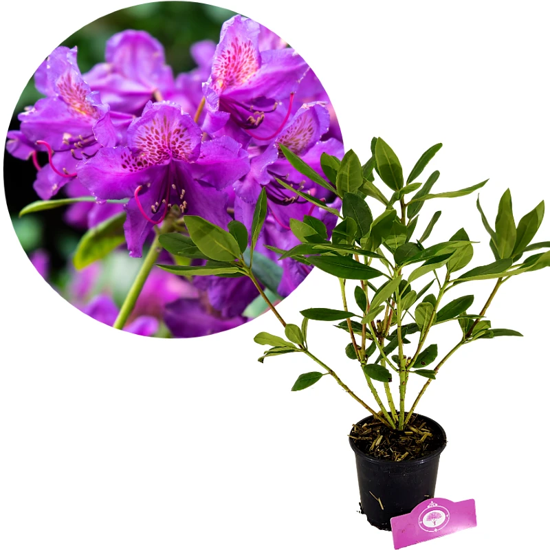 Rhododendron 'Marcel Menard' Paarse bloemen - Hoogte 60cm - 1,5 liter pot