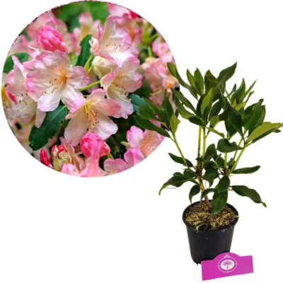 Rhododendron 'Percy Wiseman' Zalmroze bloemen – Hoogte 50cm – 1,5 liter pot