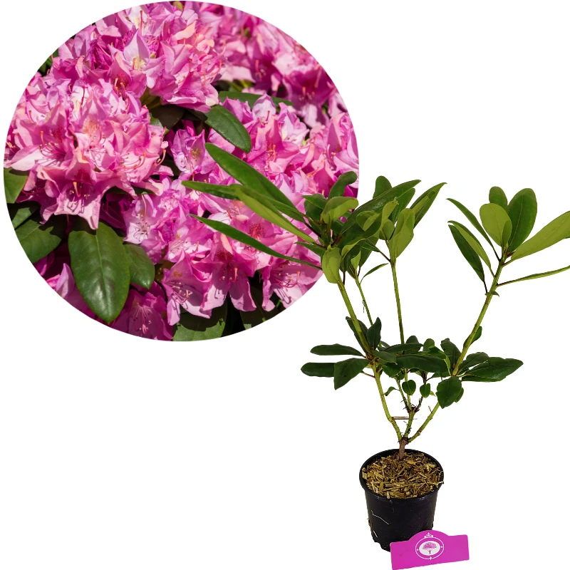 Rhododendron ponticum 'Roseum' Roze bloemen – Hoogte 60cm – 1,5 liter pot