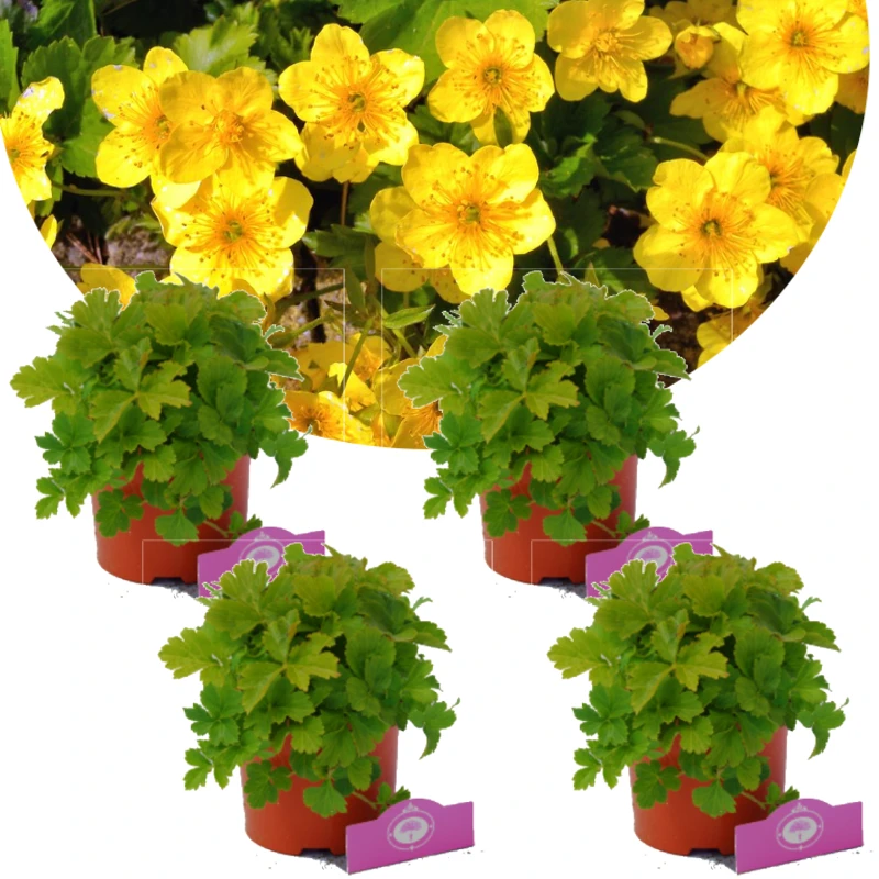 Set van 4 Waldsteinia ternata - goudaardbei bodembedekker - 2 liter pot