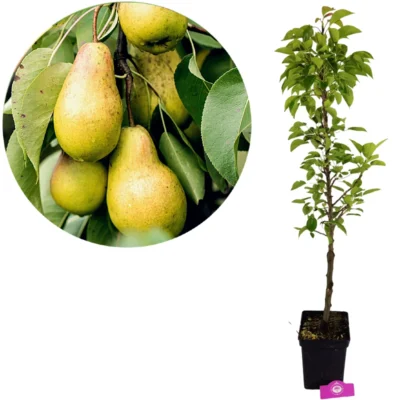 Pyrus communis ‘Lisanne’, Zuilperenboom, Hoogte 100cm, 5 liter pot