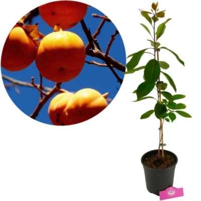 Diospyros virgiana, Amerikaanse persimoen, Hoogte 90cm, 3 liter pot