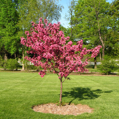 Ornamental trees
