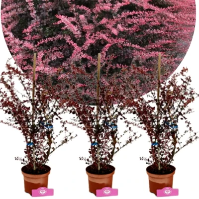 Set van 3 Berberis thunbergii 'Rose Glow' - Zuurbes - 2 liter pot