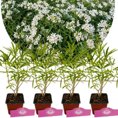 Set van 4 Choisya 'Aztec Pearl' - Mexicaanse witte bloesem - hoogte 20cm - 9cm pot