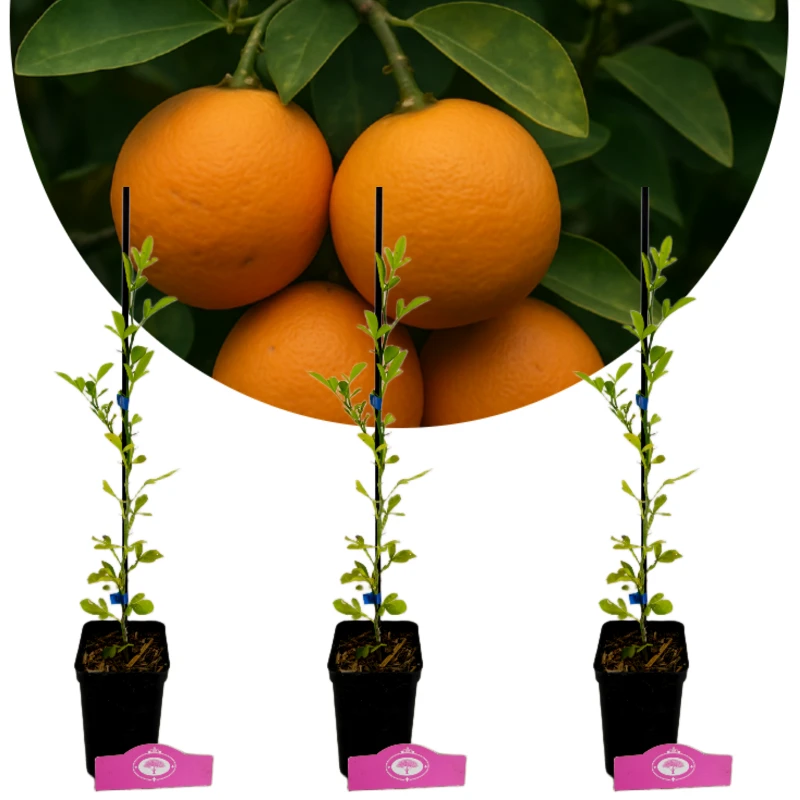 Set van 3 Carrizo citrange - Citrus carrizo - Winterhard - H40cm - 9cm pot
