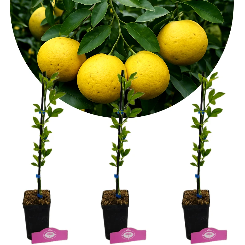 Set van 3 Swingle Citroen - Citrus citrumelo - Winterhard - H40cm - 9cm pot
