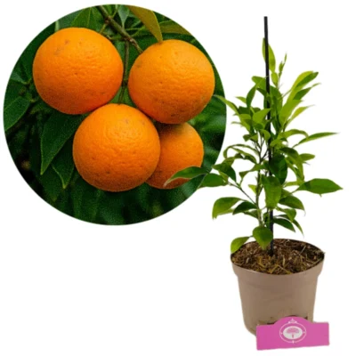Citrus aurantium - zure sinaasappel in 2 liter pot