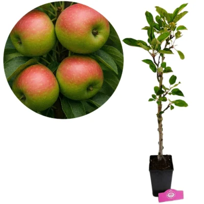 Malus domestica 'Emerald Flame' zuilappelboom - 1.5 liter pot