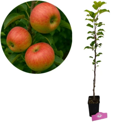 Malus domestica 'Fuji' appelboom, 1,5 liter pot