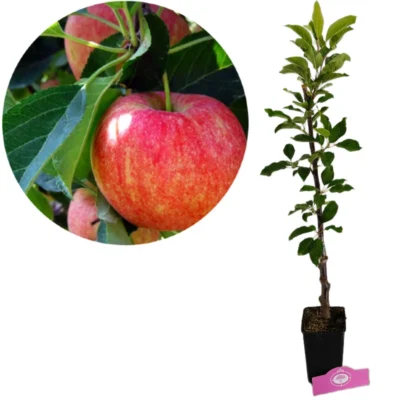 Malus domestica 'Gala' appelboom, 1,5 liter pot