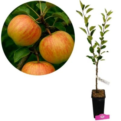 Malus domestica 'James Grieve', Appelboom , Hoogte 70-80cm, 1.5 liter pot