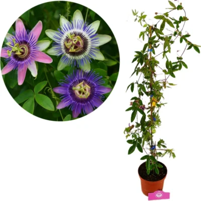 Passiflora caerulea 'tricolor', Driekleurige passiebloem, Hoogte 45-50cm, 2 liter pot