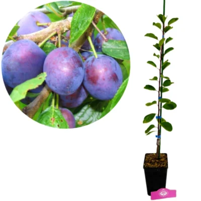 Prunus domestica 'Opal', Pruimenboom, 1,5 Liter pot