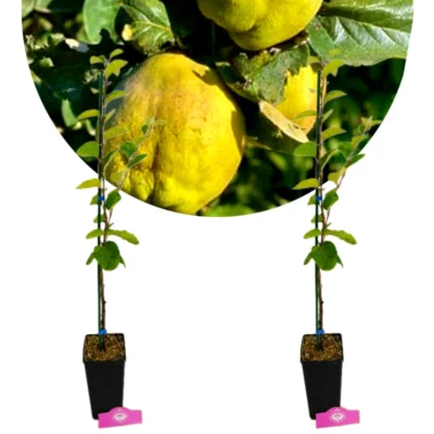 Set van 2 Cydonia oblonga 'Vranja' - Kweepeerboom, 1.5 liter pot