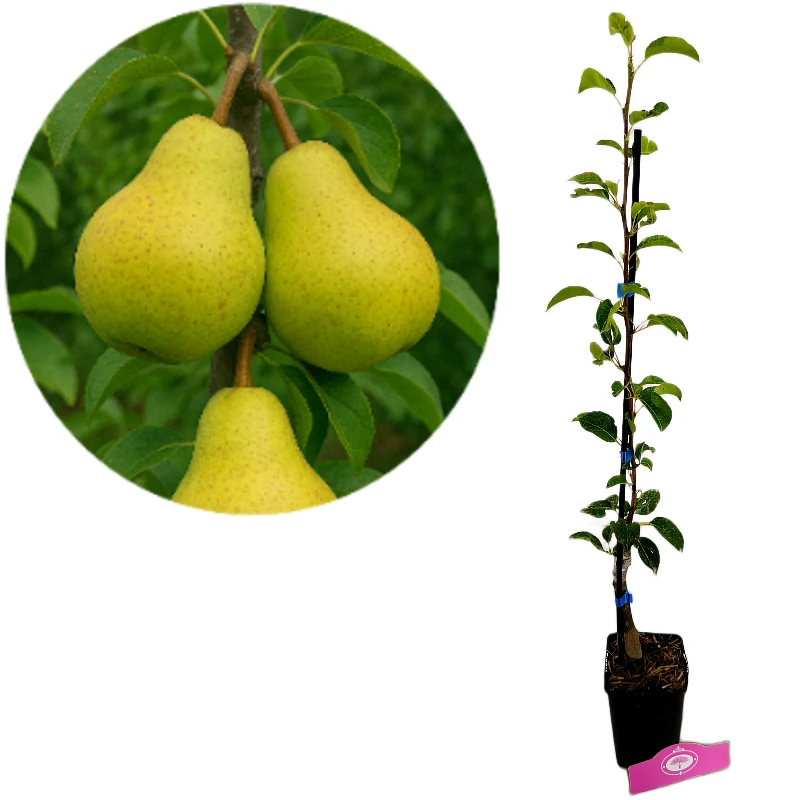 Pyrus communis 'Doyenne du comice', Birnbaum, 1,5 Liter Topf