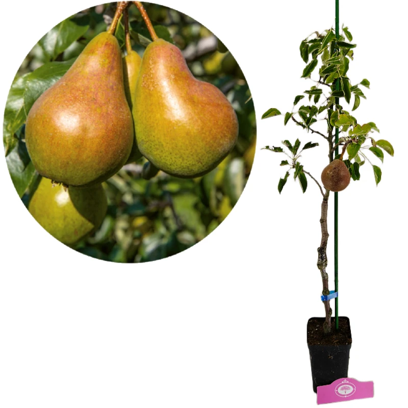 Pyrus communis 'Gieser Wildeman' Stoofpeer- Perenboom, 1.5 liter pot