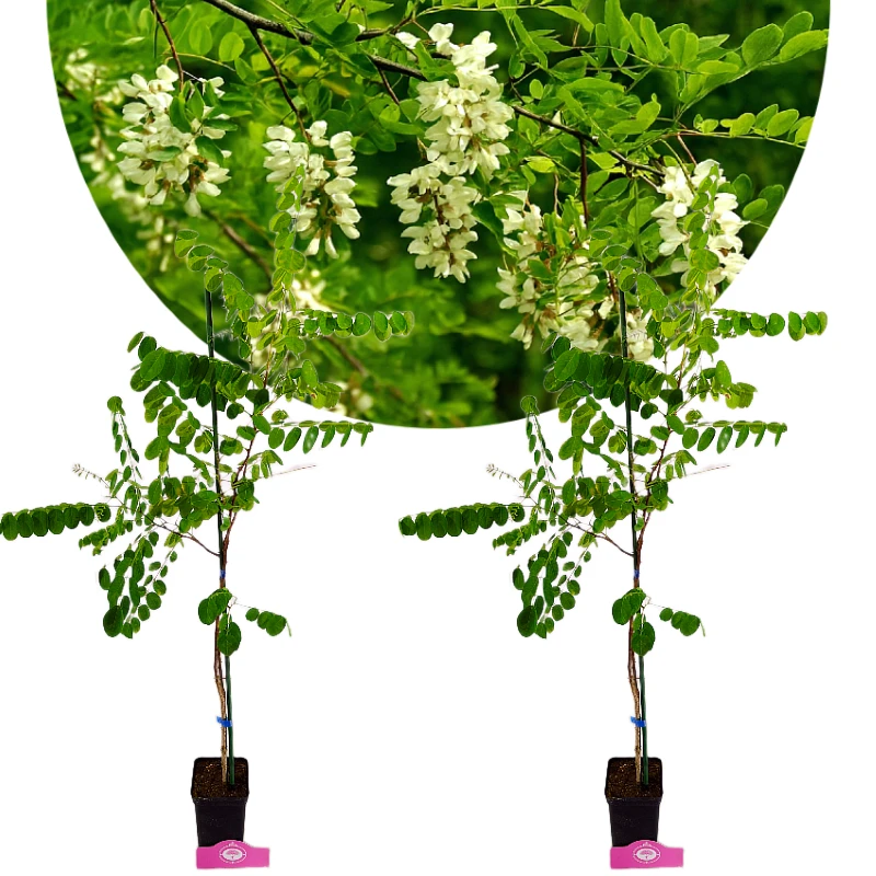 Set van 2 Robinia pseudoacacia, witte Acacia - Hoogte 80-100cm, 9cm pot