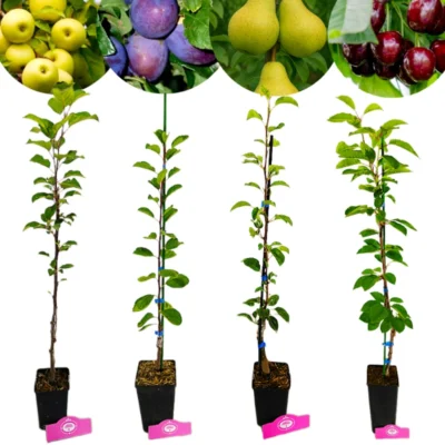 Set van 4 fruitbomen - 1 Appel, 1 Peer, 1 Kers, 1 Pruim - Hoogte 70/100cm - 11cm pot - Mix B