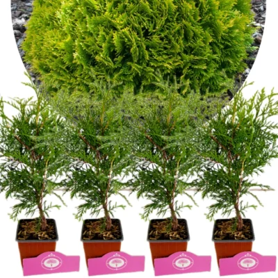 Set van 4 Westerse levensboom - Thuja occ. 'Golden Globe'® – Hoogte 25cm - 9cm pot