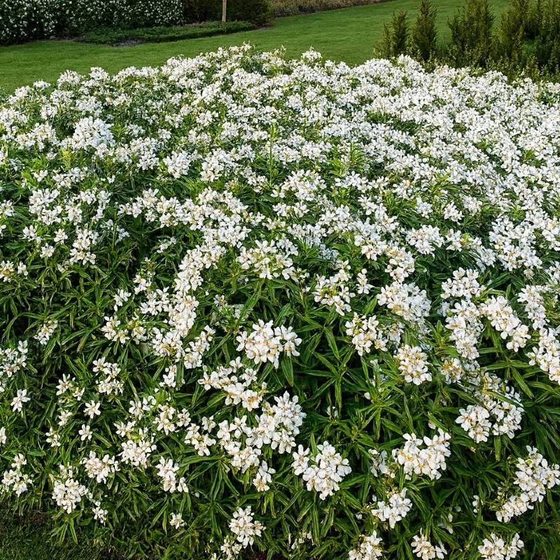 Set van 4 Choisya 'Aztec Pearl' - Mexicaanse witte bloesem - hoogte 20cm - 9cm pot - Billede 4