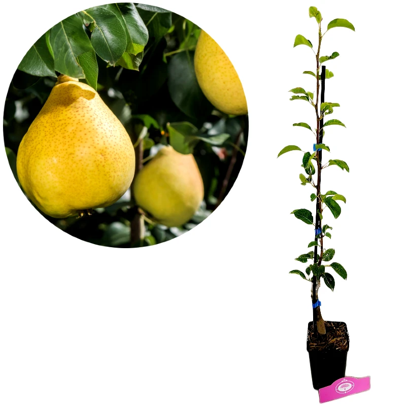 Pyrus communis 'Doyenne du comice', pæretræ, 1,5 liter potte