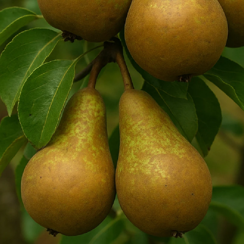 Pyrus communis 'Gieser Wildeman' Stoofpeer- Perenboom, 1.5 liter pot - Afbeelding 5