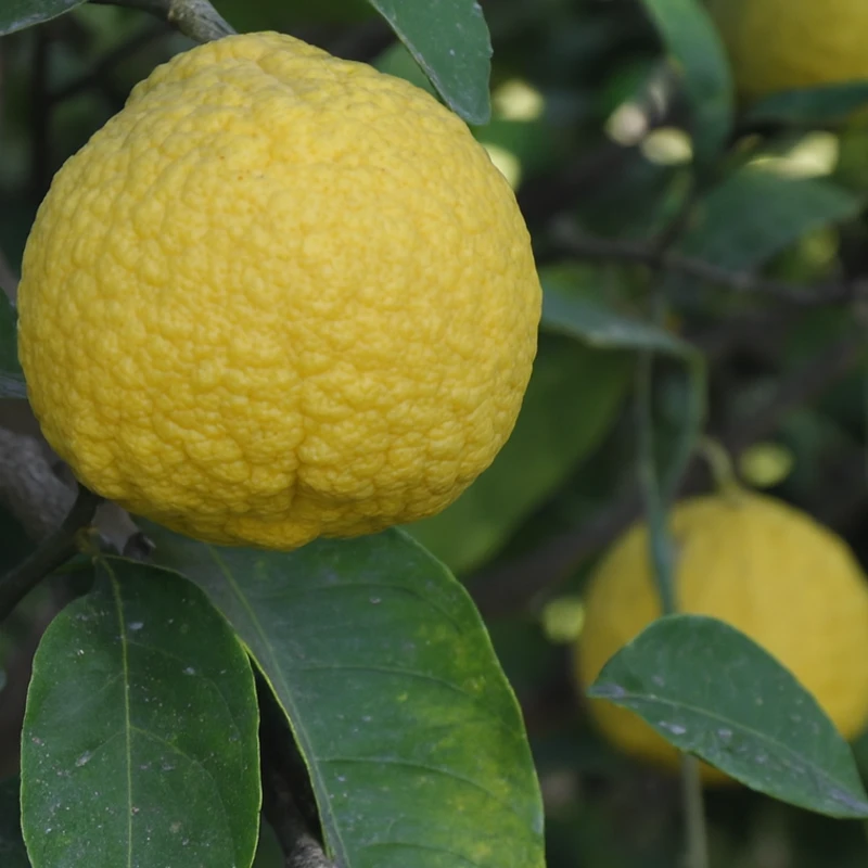 Citrus macrophylla, Alemow, 2 liter pot - Bild 5