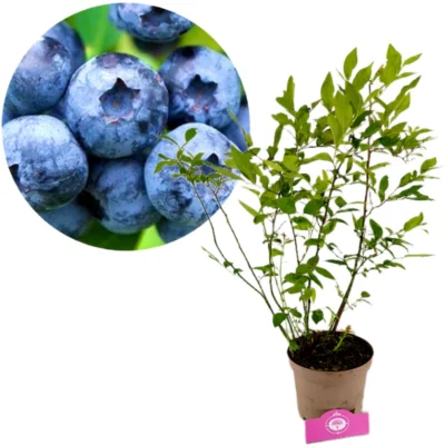 Vaccinium corymbosum 'Goldtraube' myrtille, pot de 2 litres