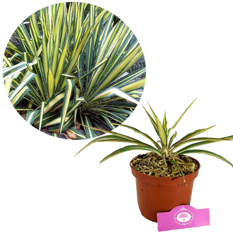 Yucca filamentosa 'Color Guard' - Lys de palmier - ±30 cm de haut - Pot de 2L