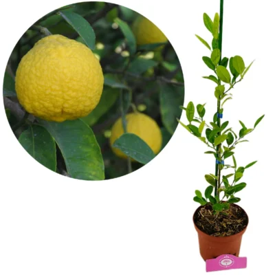 Citrus macrophylla, Alemow - in 2 liter pot