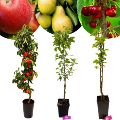 Set van 3 zuilfruitbomen - 1 zuilappel, 1 zuilpeer, 1 zuilkers